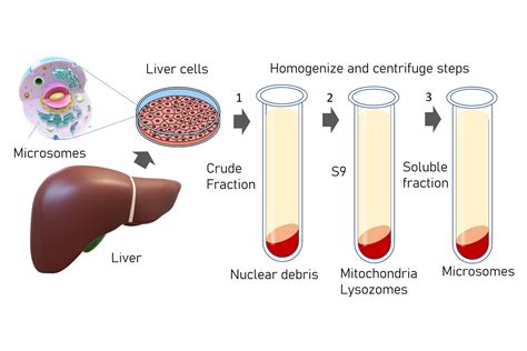 liver microsomes|human liver microsomes.